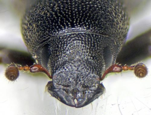 Hylastes cunicularius