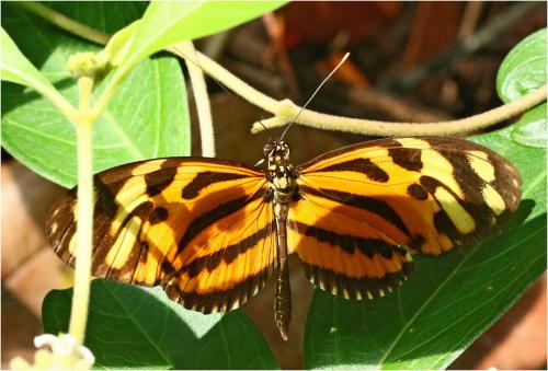 Heliconius ethilla