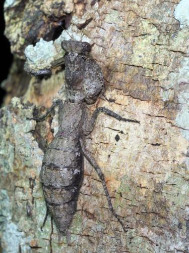 Tarachodes sp.