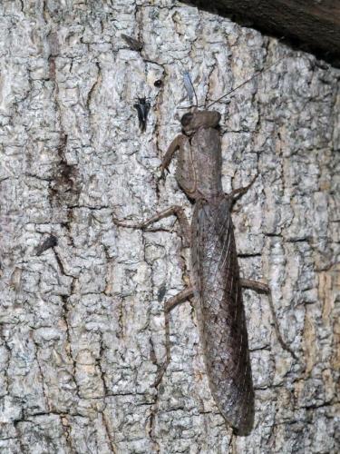 Tarachodes sp.