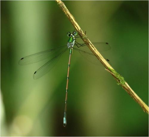 Megalestes haui