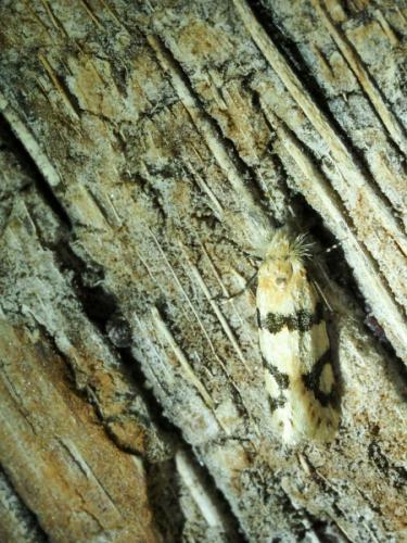 Placodoma sp.