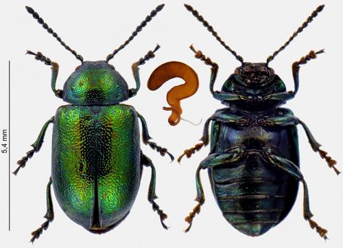 Gastrophysa viridula