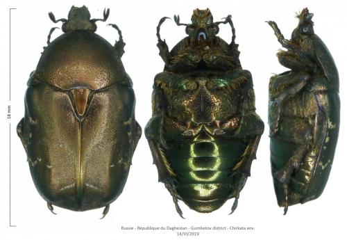 Protaetia shamil