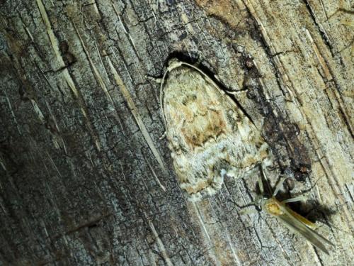 Réf. 247 396 : Noctuinae inconnu