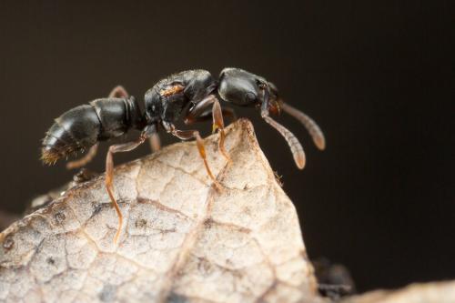 Hypoponera sp.
