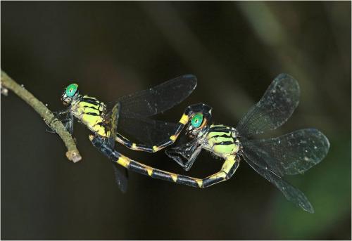 Réf. 247 021 : Phaenandrogomphus tonkinicus