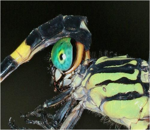 Réf. 247 022 : Phaenandrogomphus tonkinicus