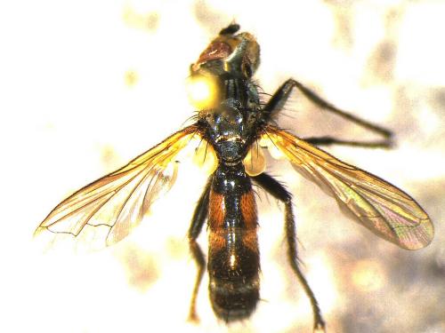 Réf. 247 565 : Cylindromyia auriceps