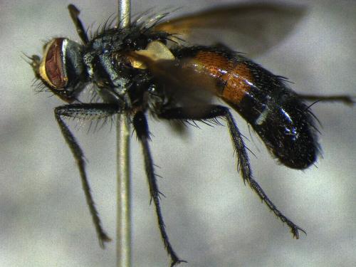 Réf. 247 642 : Cylindromyia auriceps