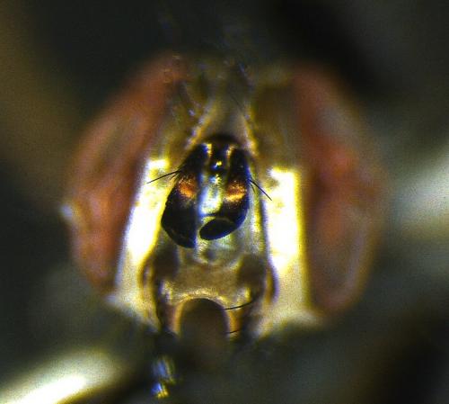 Réf. 247 843 : Cylindromyia auriceps