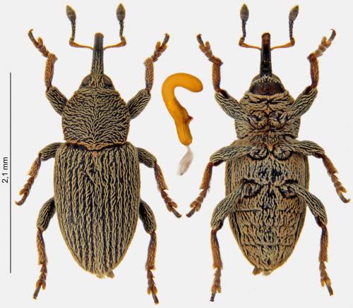 Réf. 247 433 : Tychius picirostris