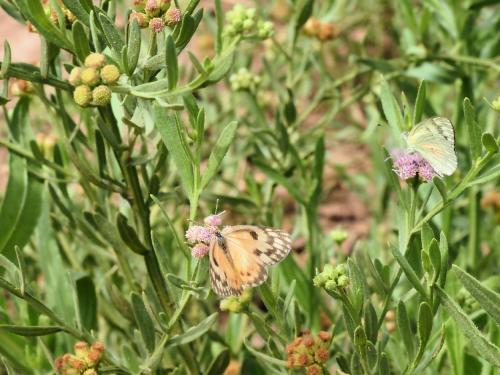 Colotis calais