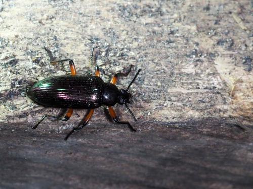 Réf. 247 635 : Praeugena sp.