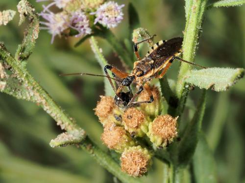 Réf. 247 160 : Rhynocoris sp.