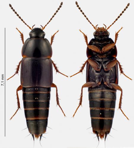 Tachinus rufipes