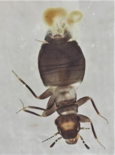 Lepinotus patruelis