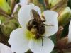 247686 – Photo : Danièle Tixier-Inrep – France (30)