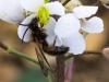 247558 – Photo : Danièle Tixier-Inrep – France (30)