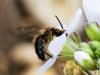 247557 – Photo : Danièle Tixier-Inrep – France (30)