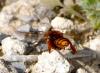 247510 – Photo : Bernard Ginesy – France (13)