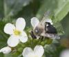 247991 – Photo : Bernard Ginesy – France (13)