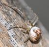 247649 – Photo : Jean-Michel GAREL – France (89)