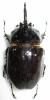 247030 – Photo : BAUER – Gabon
