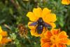 247979 – Photo : Pascal Montagne – France (78)