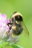 247153 – Photo : Didier Houbrechts – Belgique