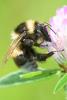 247150 – Photo : Didier Houbrechts – Belgique