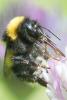 247055 – Photo : Didier Houbrechts – Belgique