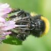 247061 – Photo : Didier Houbrechts – Belgique