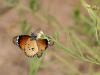 247163 – Photo : Lionel Casset – Namibie