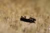 247658 – Photo : Olivier DUVAL – France (53)