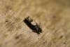 247656 – Photo : Olivier DUVAL – France (53)