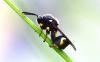 247987 – Photo : alain Roujas – France (31)