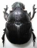 247573 – Photo : BAUER – Gabon