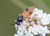 247538 – Photo : alain Roujas – France (31)