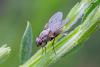 247418 – Photo : Johan Verstraeten – Belgique
