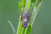 247417 – Photo : Johan Verstraeten – Belgique