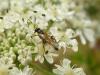 247011 – Photo : Denis Bucaille – France (60)