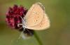 247080 – Photo : Lidine – France (67)
