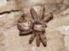 Philodromus sp.