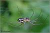 247480 – Photo : Liboupat – France (95)