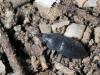 247218 – Photo : Lionel Casset – Namibie