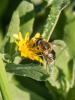 247416 – Photo : BourrinOman – France (83)