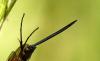 247953 – Photo : Bernard Mallet – France (38)
