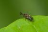 247536 – Photo : D. Martinez – Philippines