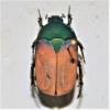 247703 – Photo : Scarab 63 – Cameroun